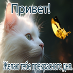 Postcard привлекательная гиф-открытка, для тебя прекрасный привет