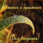 Открытка приятного вторника
