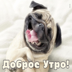 Picture с добрым утром