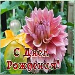 Picture славная картинка с днем рождения женщине с хризантемой