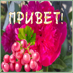 Postcard славная открытка привет с виноградом