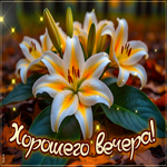 Picture тёплая гиф-открытка, хорошего вечера