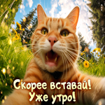 Postcard веселая гиф-открытка скорее вставай! уже утро!