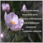 Картинка видео открытка с пионами