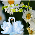Открытка видео открытка с ромашками