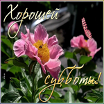 Открытка виртуальная открытка с субботой