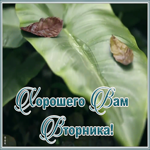 Картинка живая открытка с вторником