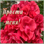 Picture живая открытка прости с яркими цветами