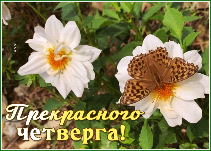 Postcard 1