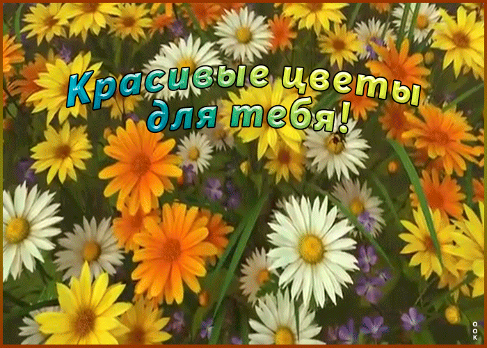 Открытка анимация с ромашками