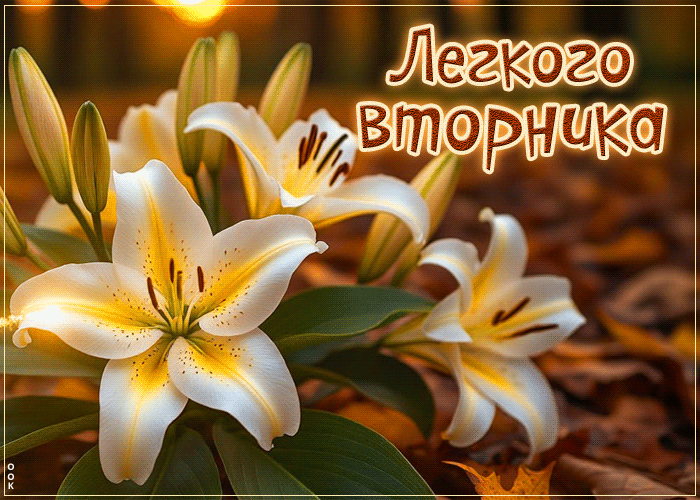 Postcard атмосферная открытка, лёгкого вторника!