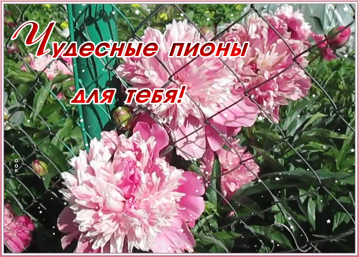 Картинка чудесная открытка с пионами