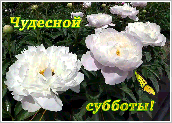 Картинка чудесная открытка с субботой