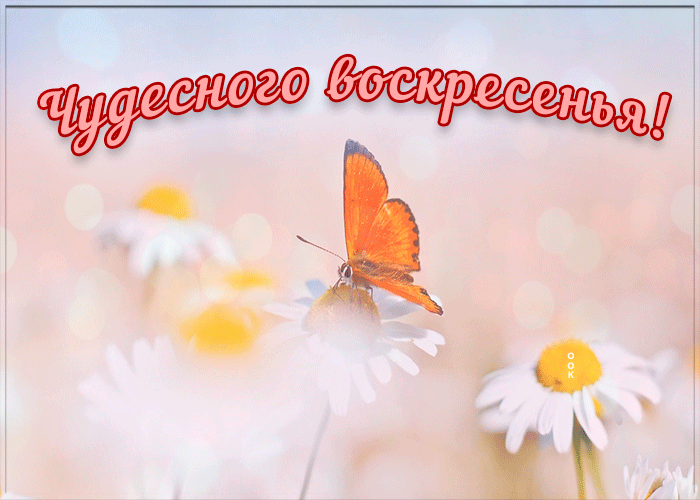 Открытка чудесного воскресенья желаю от души