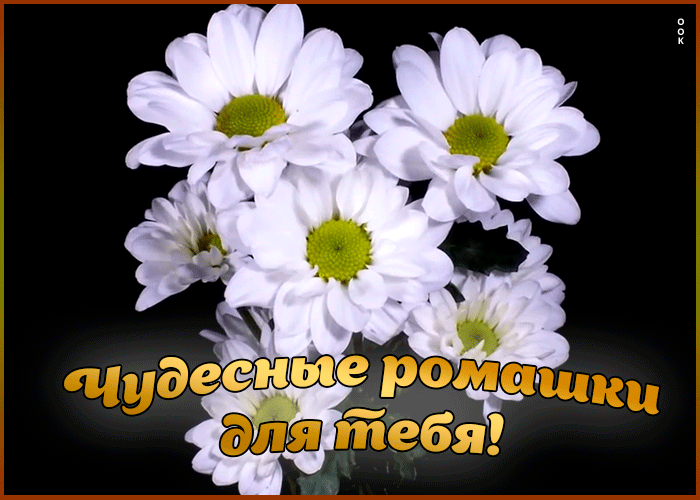 Открытка чудесные ромашки для тебя