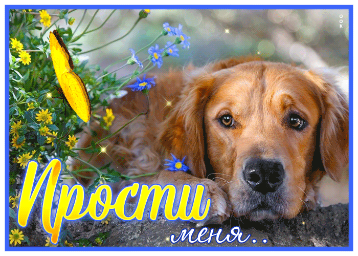 Picture душевная открытка прости с песиком и бабочкой