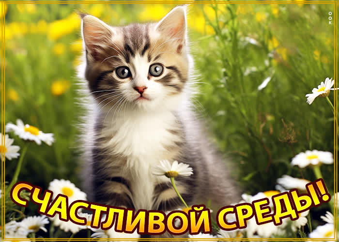 Picture душевная открытка, счастливая среда