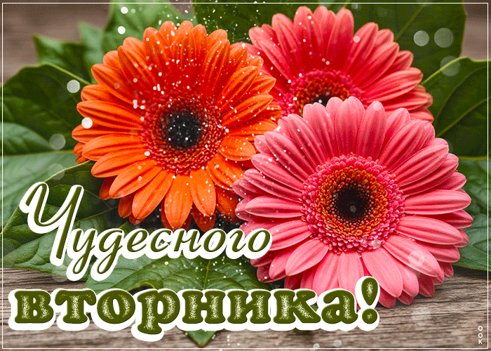 Postcard душевная открытка, уютного вторника