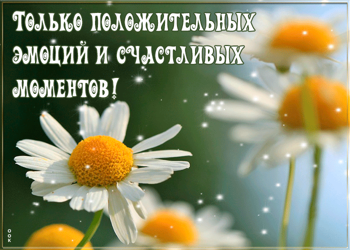 Открытка душевная открытка с ромашками