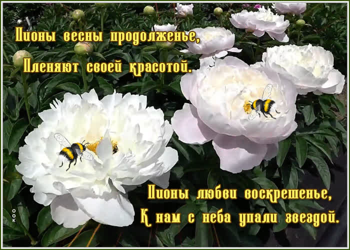 Картинка фото открытка с цветами