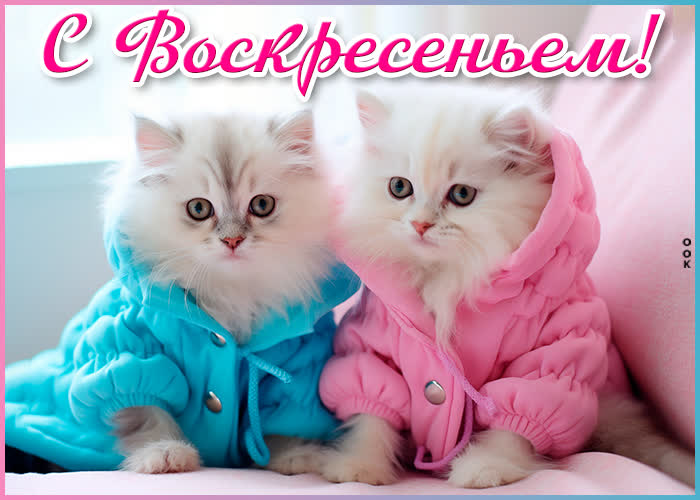 Postcard идеальная открытка с котиками с воскресеньем!