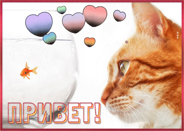 Postcard интересная открытка привет с котиком