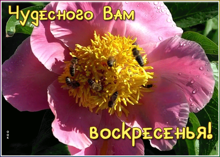 Картинка картинка чудесного воскресенья