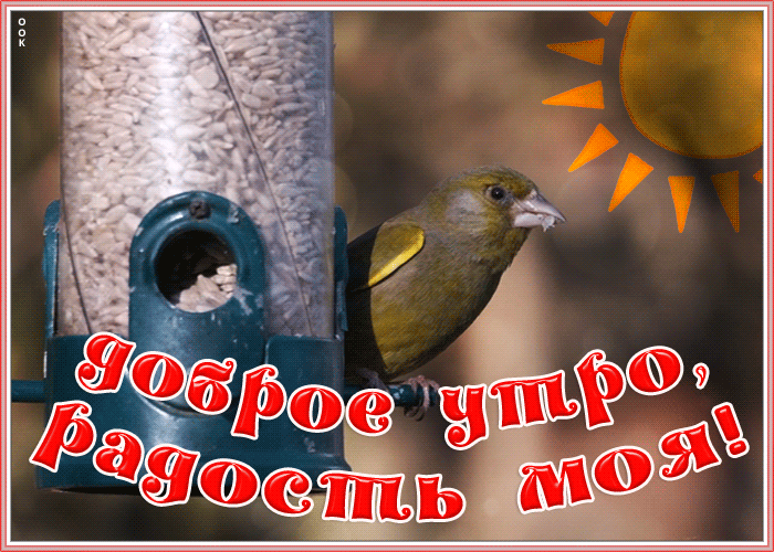 Картинка картинка доброе утро радость моя