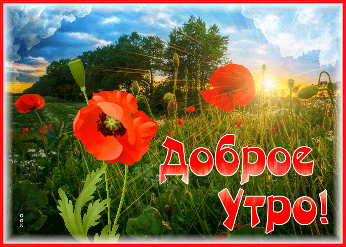 Picture картинка доброе утро с алыми маками