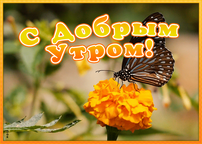 Картинка картинка доброе утро с бабочкой
