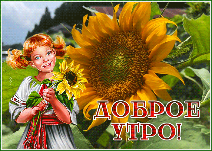 Postcard картинка доброе утро с чудесным подсолнухом