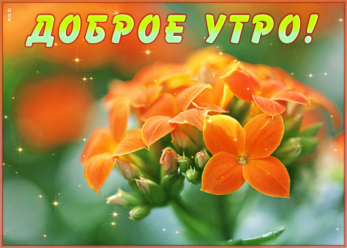 Picture картинка доброе утро с интересным цветком