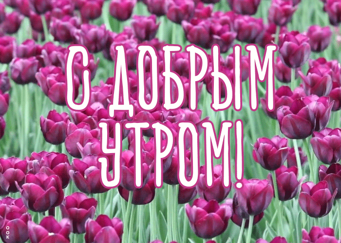Картинка картинка доброе утро с тюльпанами