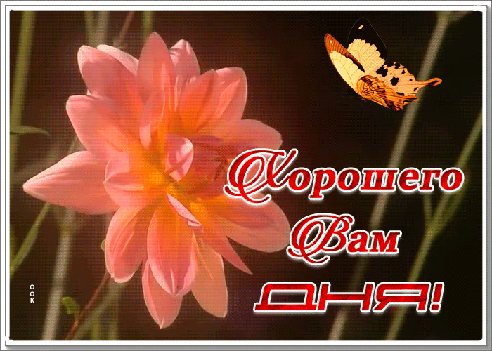Картинка картинка хорошего дня с бабочкой