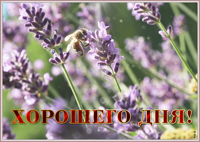 Картинка картинка хорошего дня с лавандой