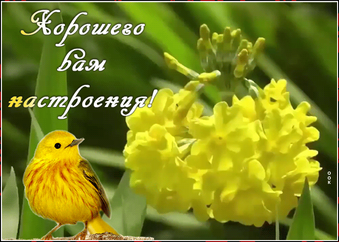 Картинка картинка хорошего настроения с птичкой