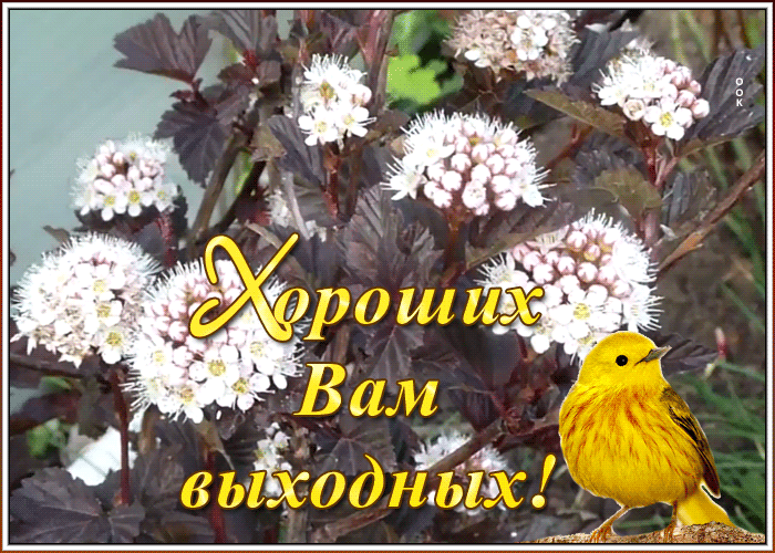 Картинка картинка хороших выходных с птичкой