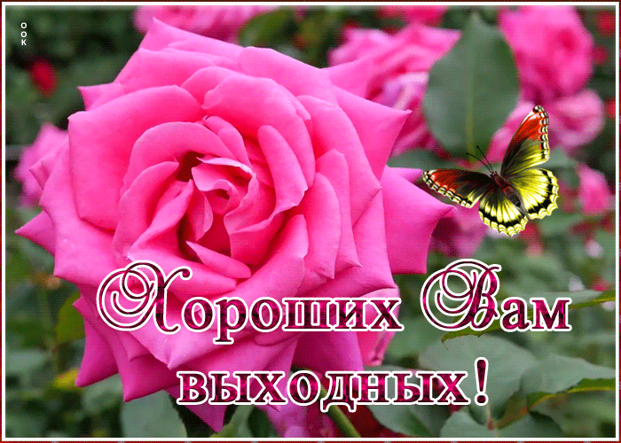 Открытка картинка хороших выходных с розой