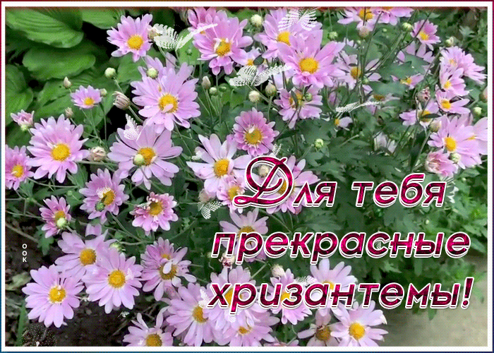 Открытка картинка хризантемы для тебя