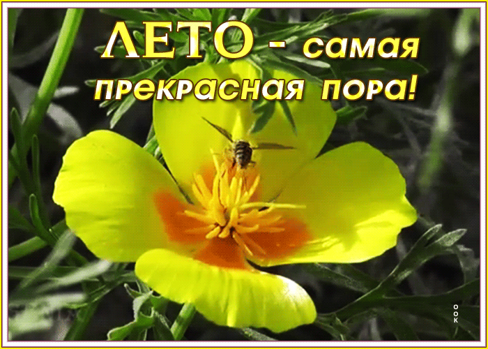 Картинка картинка лето - самая прекрасная пора