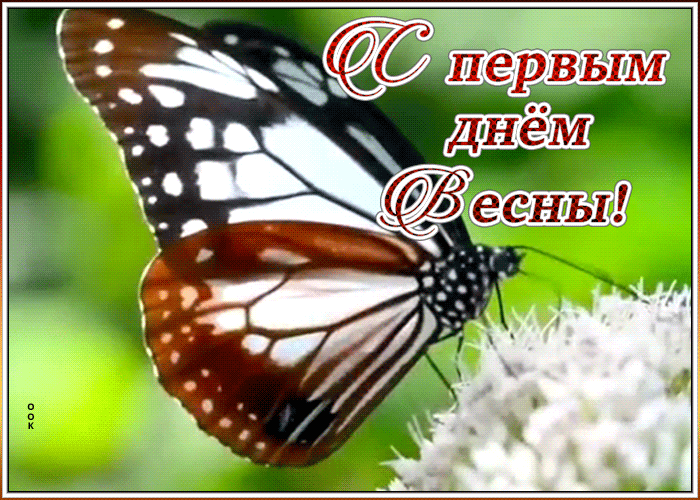 Картинка картинка первый день весны с бабочкой