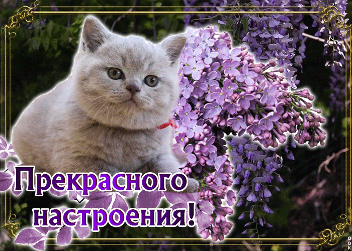 Открытка картинка прекрасного настроения с котом