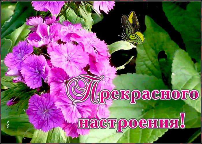 Открытка картинка прекрасного настроения с цветами