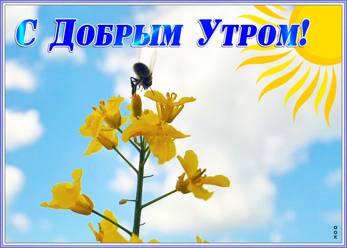 Картинка картинка прекрасного утра