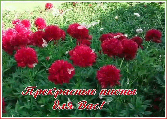 Открытка картинка прекрасные пионы