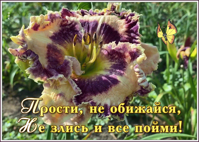 Картинка картинка прости с надписью