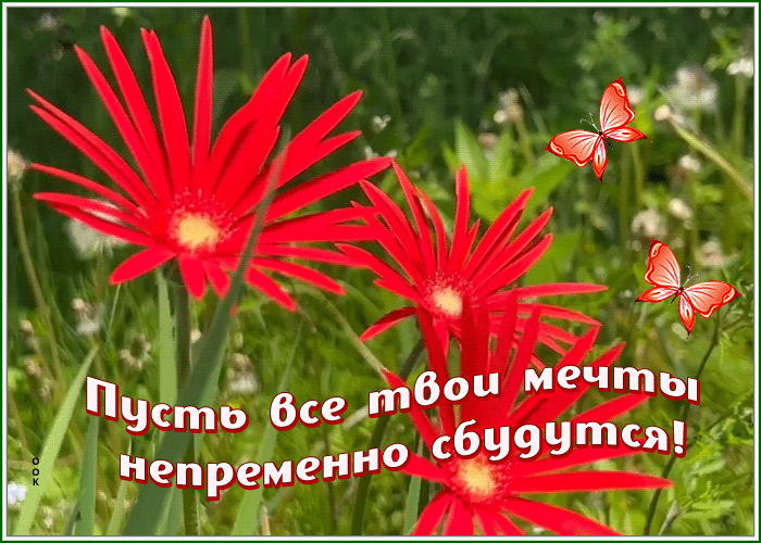 Picture картинка пусть все твои мечты сбудутся