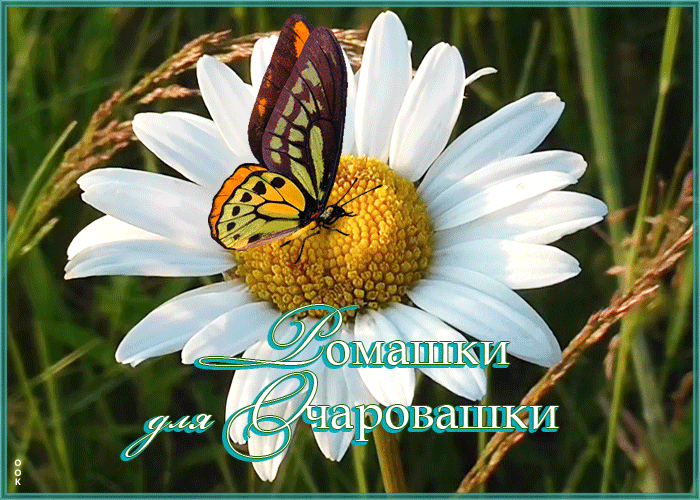Открытка картинка ромашки для очаровашки