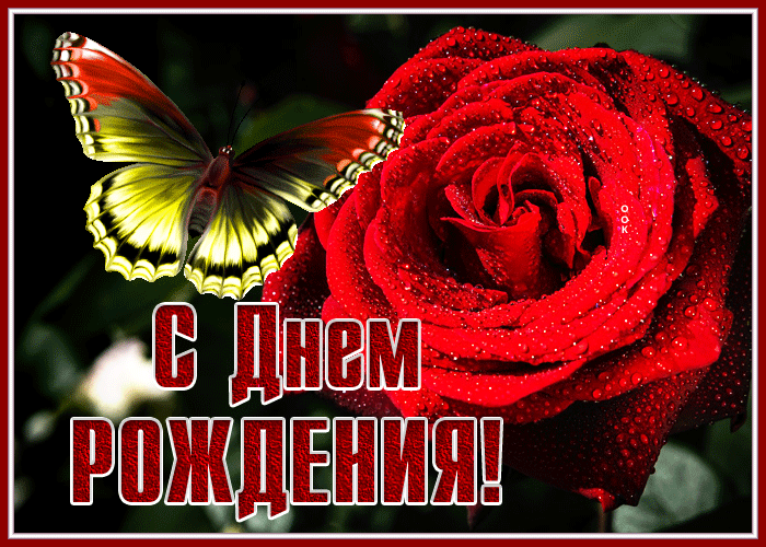 Postcard картинка с днем рождения женщине с великолепной розой
