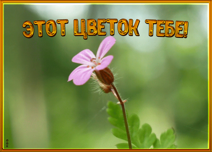 Картинка картинка с милым цветком